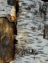 Birch tree bark texture - detail. Dry branch on the birch bark and old wooden background. Rural background - dry birch wood Royalty Free Stock Photo