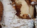 Birch tree bark texture - detail. Dry branch on the birch bark and old wooden background. Rural background - dry birch wood Royalty Free Stock Photo