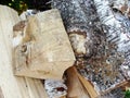 Birch tree bark texture - detail. Dry branch on the birch bark and old wooden background. Rural background - dry birch wood Royalty Free Stock Photo