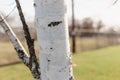 Birch tree bark and texture in evening sunset in spring