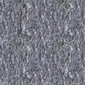 Birch tree bark texture. 4k tiled seamless texture