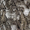 Birch tree bark texture natural background Royalty Free Stock Photo