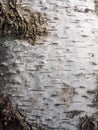 Birch tree bark texture Royalty Free Stock Photo