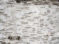 Birch tree bark texture natural background Royalty Free Stock Photo