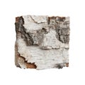 Birch Tree Bark Texture. Natural Material For Design And Craft Projects. Isolated On Transparent Background Royalty Free Stock Photo