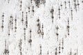 Birch tree bark texture. Royalty Free Stock Photo