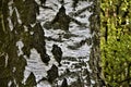 Birch tree in the forest Royalty Free Stock Photo