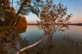 Birch tree bent over lake water