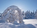 Birch tree bent under heavy snow