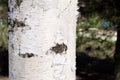 Birch tree. Birch and sky. Earrings birch. Fence. The tree behind the fence. Tree. Tree bark. Blue sky. Tree against blue sky. Royalty Free Stock Photo