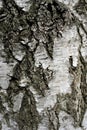 Birch tree black and white trunk background texture, close up