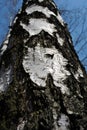 Birch tree black and white trunk texture and branches without leaves on spring sky background