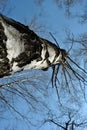 Birch tree black and white trunk texture and branches without leaves on blue spring sky background, view from ground