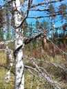 Birch tree blusky Royalty Free Stock Photo