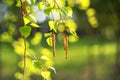 Birch tree branch with fresh leaves in spring Royalty Free Stock Photo