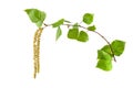 Birch tree branch with leaves and flowers isolated on white background