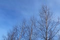 Birch tree branches above blue sky Royalty Free Stock Photo