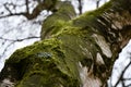 Birch tree branches with blurred background. Cracked aged surface of white tree bark covered with green moss and lichens closeup. Royalty Free Stock Photo