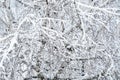 Birch tree branches covered with snow winter composition snow falling frozen nature winter time background with copy space Royalty Free Stock Photo