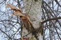 Birch tree with broken branch. Close-up of birch bark. Damaged old tree bark. A wound on a wooden surface from a broken branch Royalty Free Stock Photo