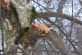 Birch tree with broken branch. Close-up of birch bark. Damaged old tree bark. A wound on a wooden surface from a broken branch Royalty Free Stock Photo