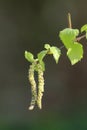 Birch Catkins Royalty Free Stock Photo