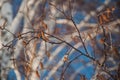 Birch tree catkins and branches in winter day Royalty Free Stock Photo