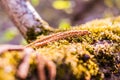 Birch tree catkins falling down and laying down on the mossy ground Royalty Free Stock Photo