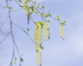 Birch tree catkins and young leaves on branch with bokeh background macro, shallow DOF, selective focus