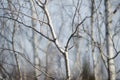 Birch tree. Closeup bare branches. Sunny day Royalty Free Stock Photo