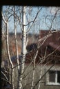 Birch tree. Closeup bare branches in sunny day Royalty Free Stock Photo