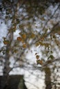 Birch tree, closeup branches with green and golden leaves, autumn evening Royalty Free Stock Photo