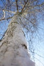 Birch tree. Closeup trunk and bare branches in blue sky Royalty Free Stock Photo