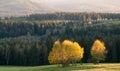 Birch tree cluster Royalty Free Stock Photo