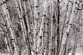 Birch tree cluster Royalty Free Stock Photo