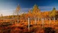 Birch tree coppice in autumn, white birch trees in autumn Royalty Free Stock Photo