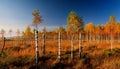 Birch tree coppice in autumn, white birch trees in autumn Royalty Free Stock Photo