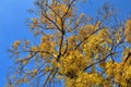 Birch tree crown in golden autumn foliage Royalty Free Stock Photo