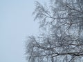 Birch Tree Crown in hoarfrost against a backdrop of a light blue, almost white winter sky. Geometric background of bushy thin Royalty Free Stock Photo