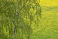 Birch tree on a dandelion field Royalty Free Stock Photo