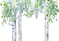 Birch tree. Deciduous tree. Watercolor hand drawn illustration.