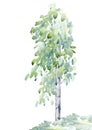 Birch tree. Deciduous tree. Watercolor hand drawn illustration.