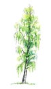 Birch tree. Deciduous tree. Watercolor hand drawn illustration.