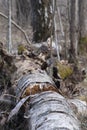 Birch tree decomposing Royalty Free Stock Photo