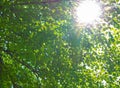 Birch tree dense foliagein morning light with sunlight Royalty Free Stock Photo
