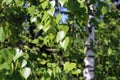 Birch Tree Details: Green Leaves, Branches and Trunk