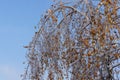 A birch tree with drooping foliage a consequence of freezing rain