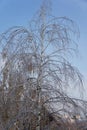 A birch tree with drooping foliage a consequence of freezing rain