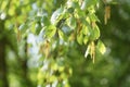 Birch tree earrings in spring sunny day Royalty Free Stock Photo