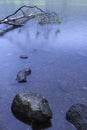 Birch tree fallen into water in early autumn